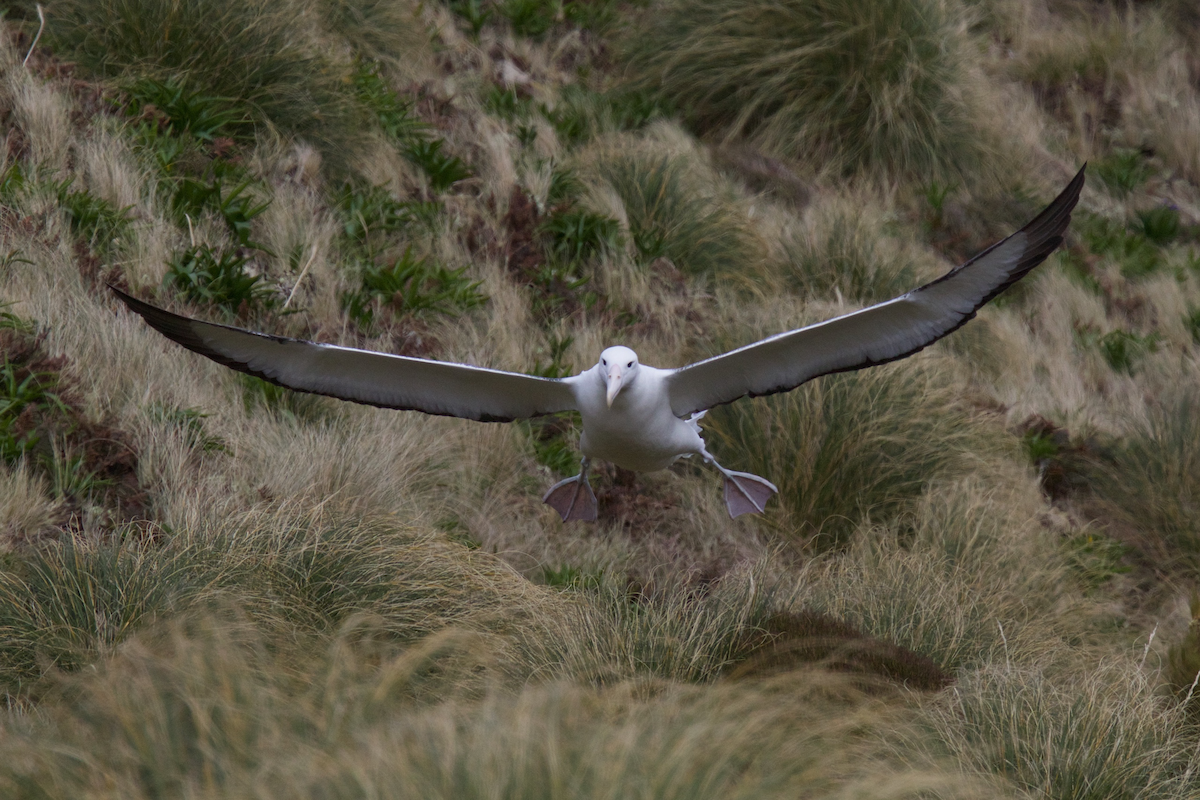 albatros královský - ML116717011