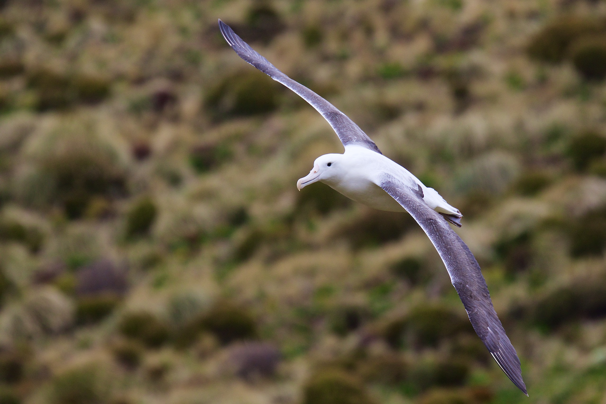 albatros královský - ML116717101
