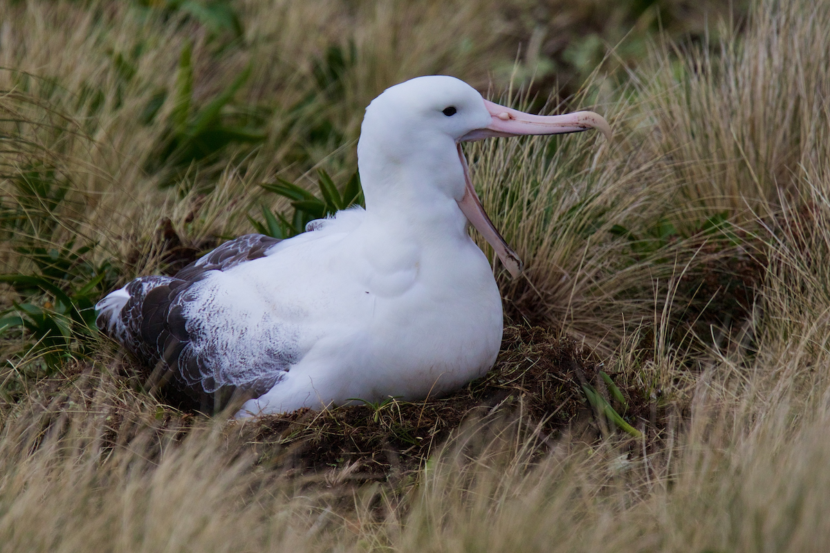 albatros královský - ML116717111