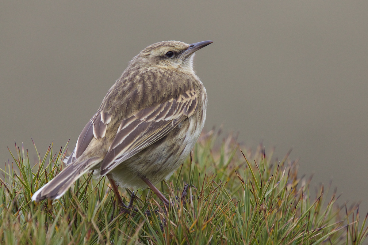 New Zealand Pipit - ML116717231