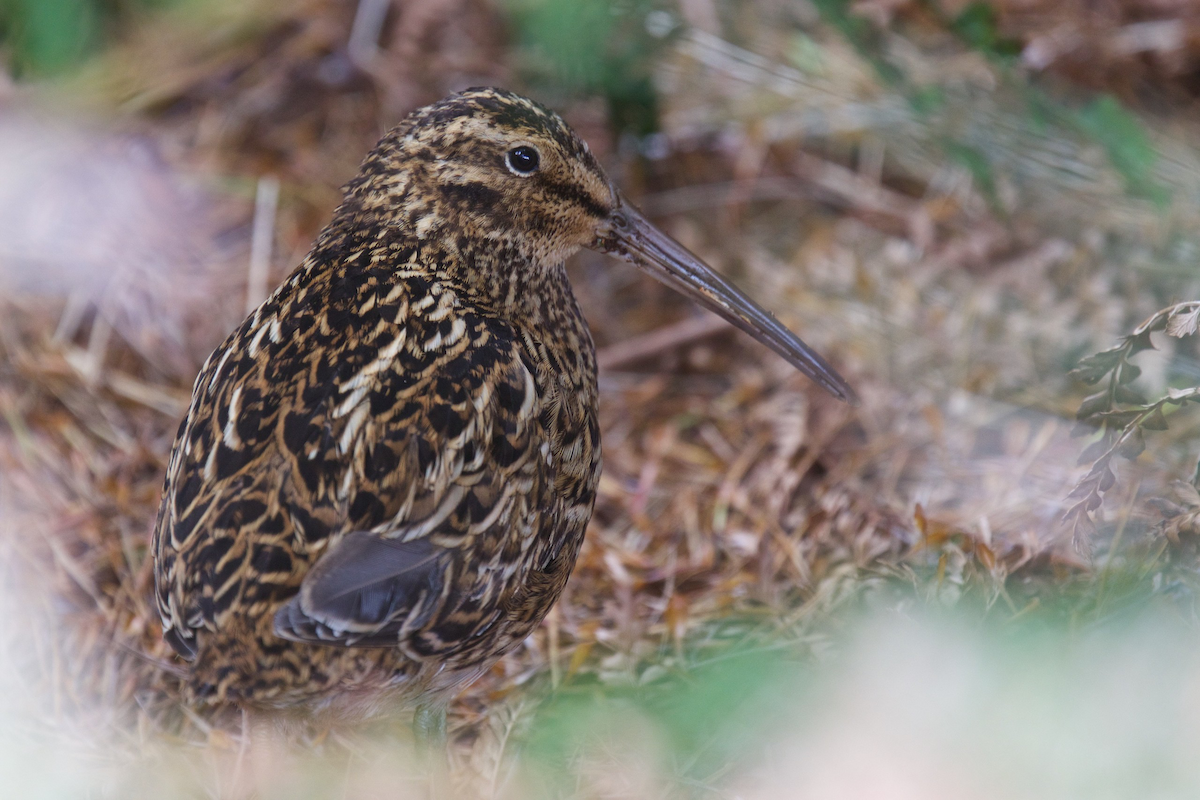 Subantarctic Snipe - ML116717311