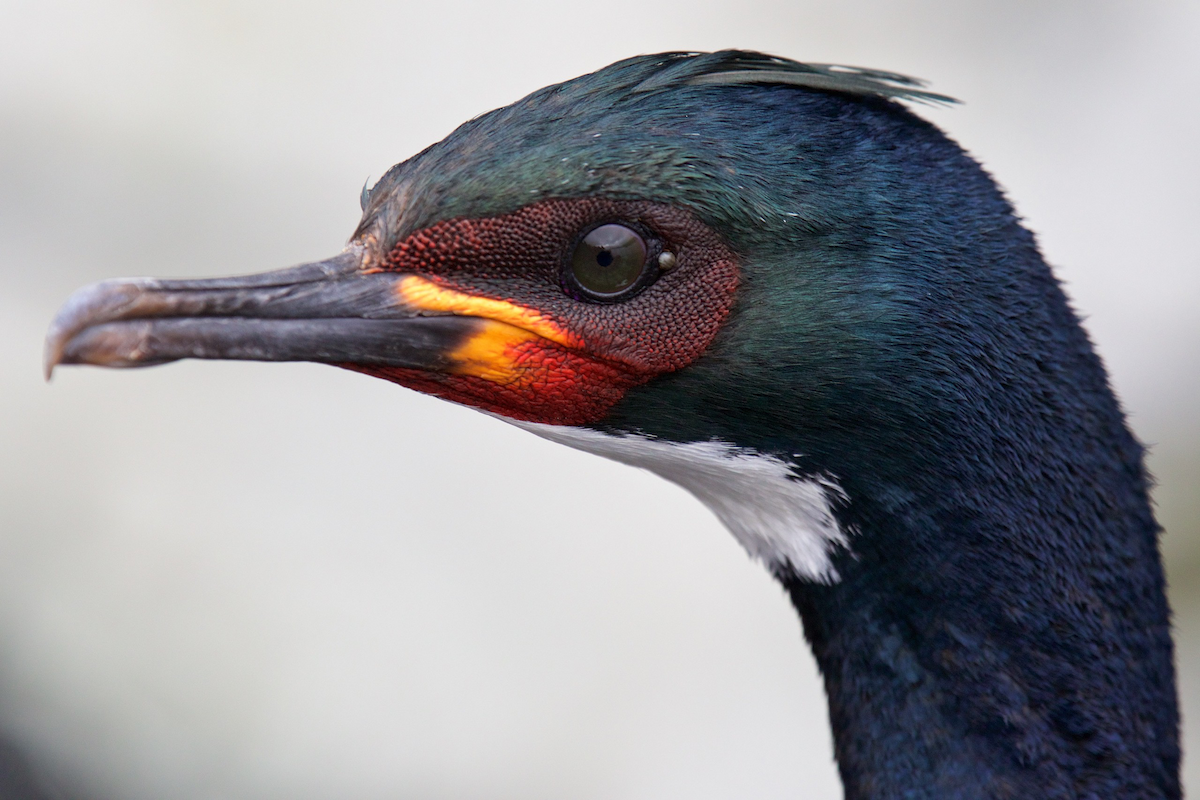 Campbell Islands Shag - ML116717881