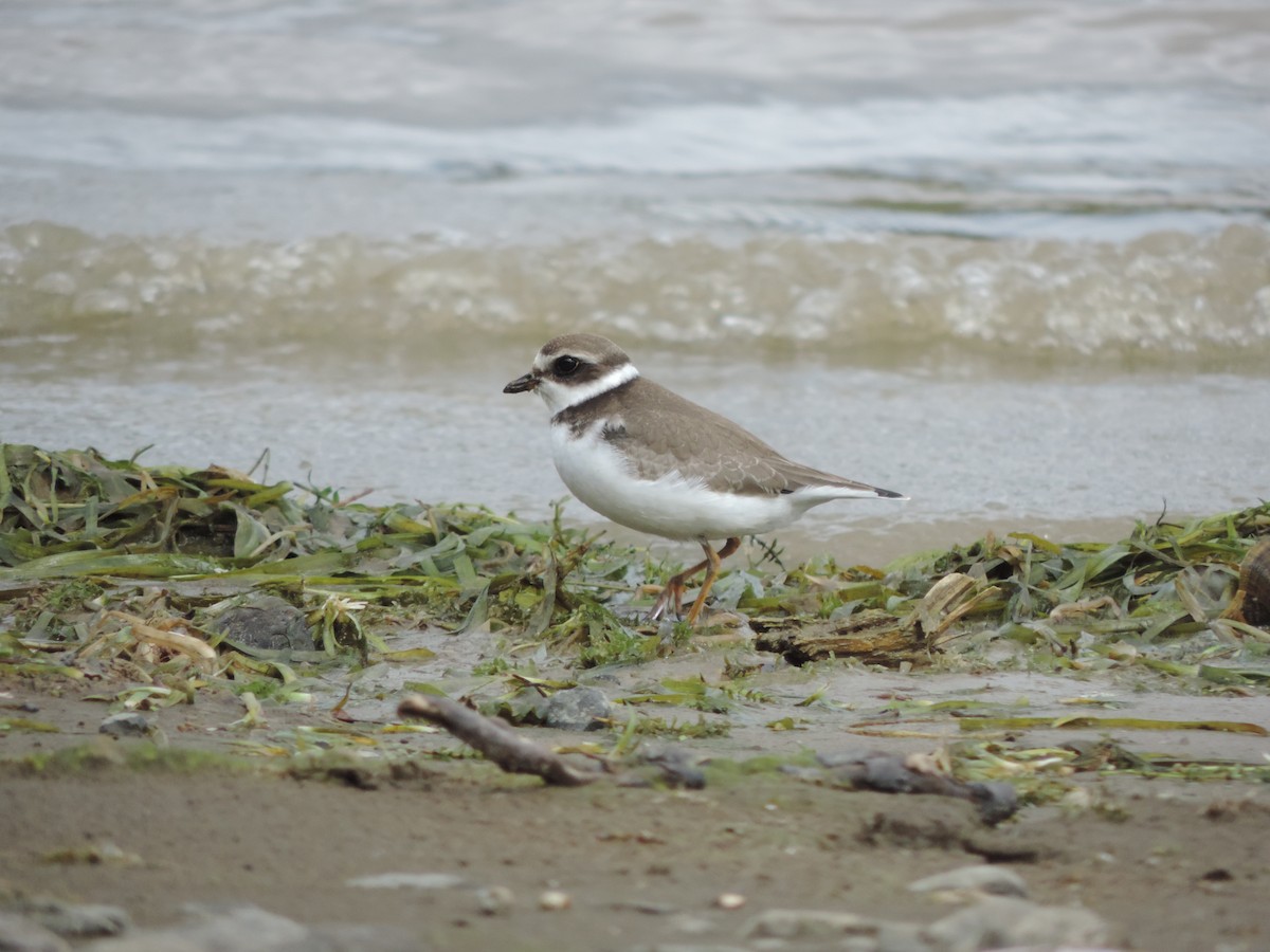 Semipalmated Plover - ML116720041
