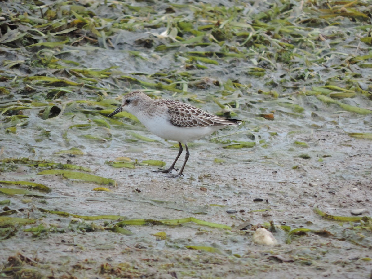 Semipalmated Sandpiper - ML116720231