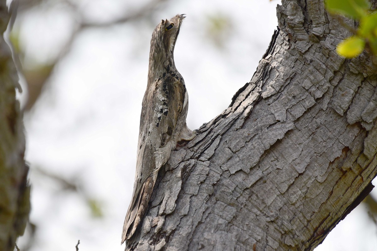 Common Potoo - Luiz Moschini