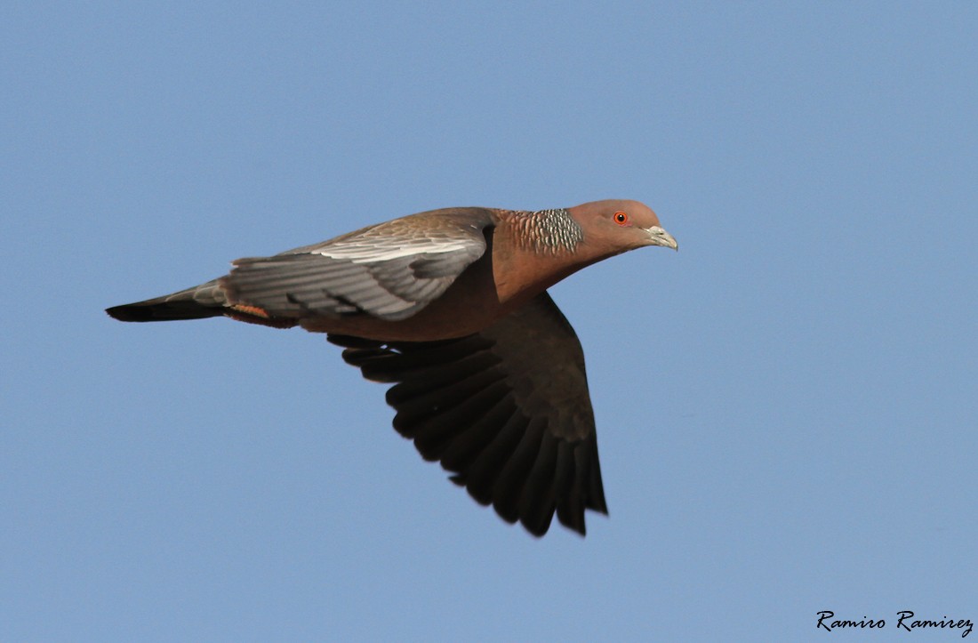 Picazuro Pigeon - ML116724191