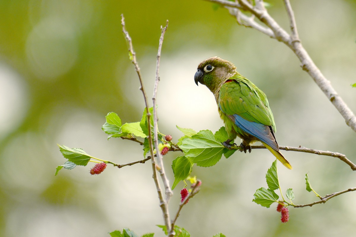 Blaze-winged Parakeet - Luiz Moschini