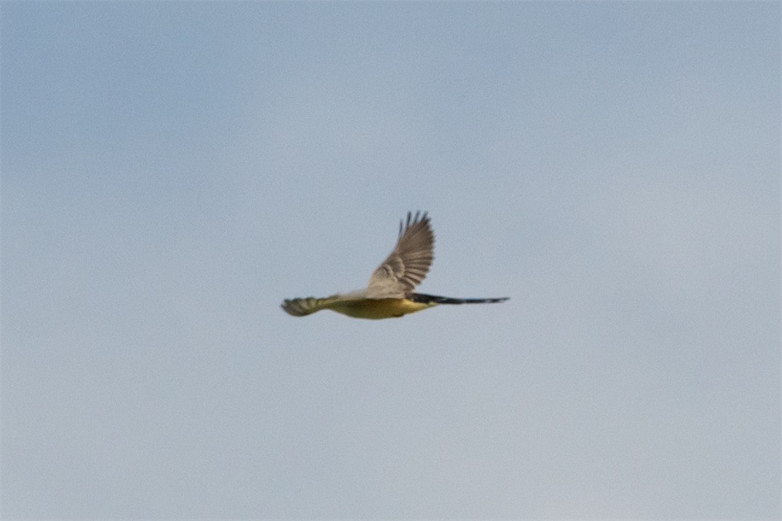 Scissor-tailed Flycatcher - ML116725971