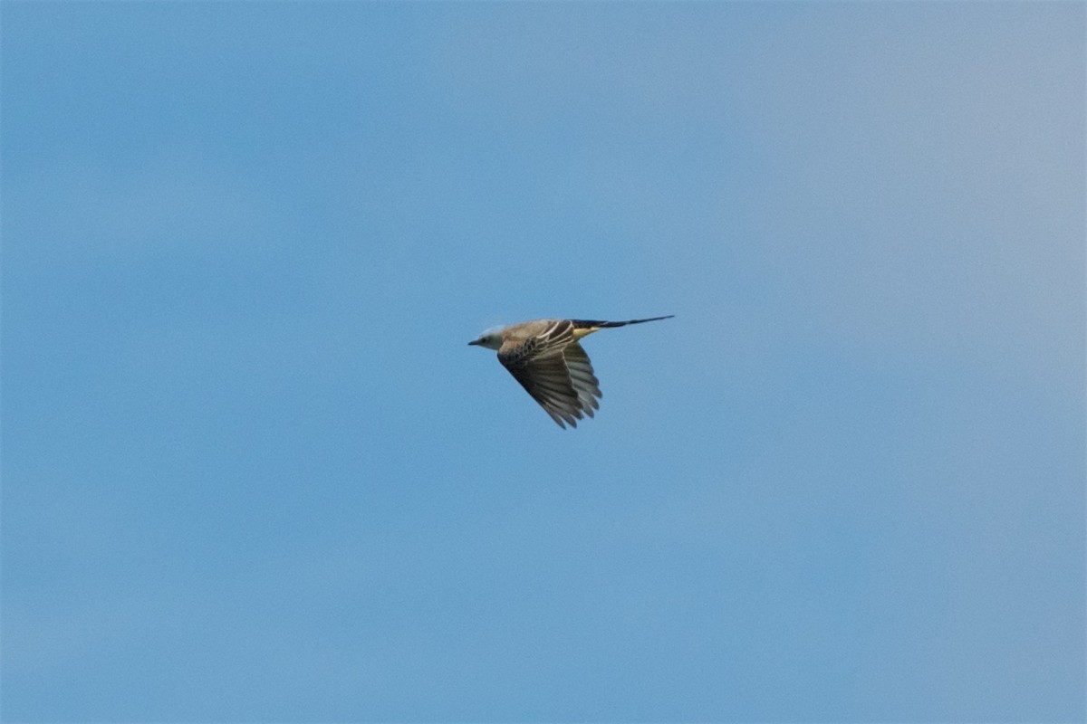 Scissor-tailed Flycatcher - ML116725991