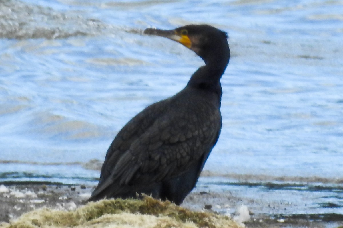 Great Cormorant - Alan Green