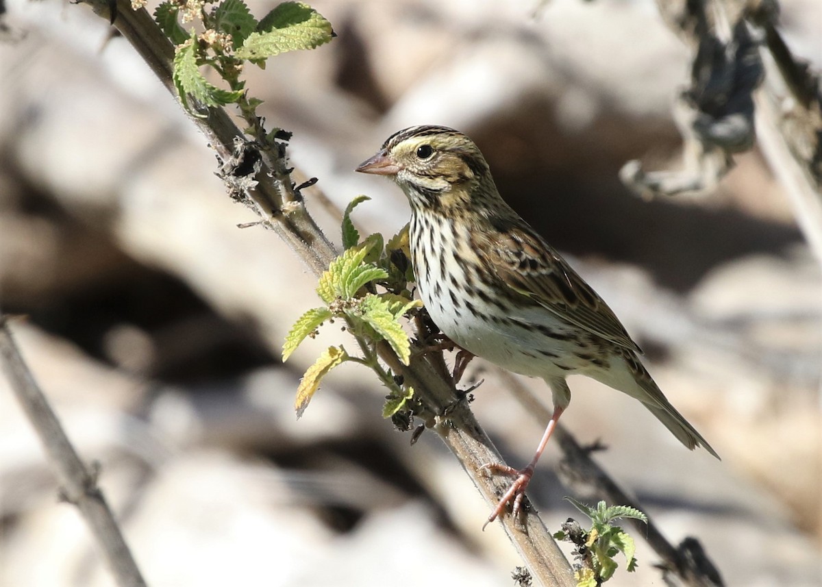 Savannah Sparrow - ML116726601