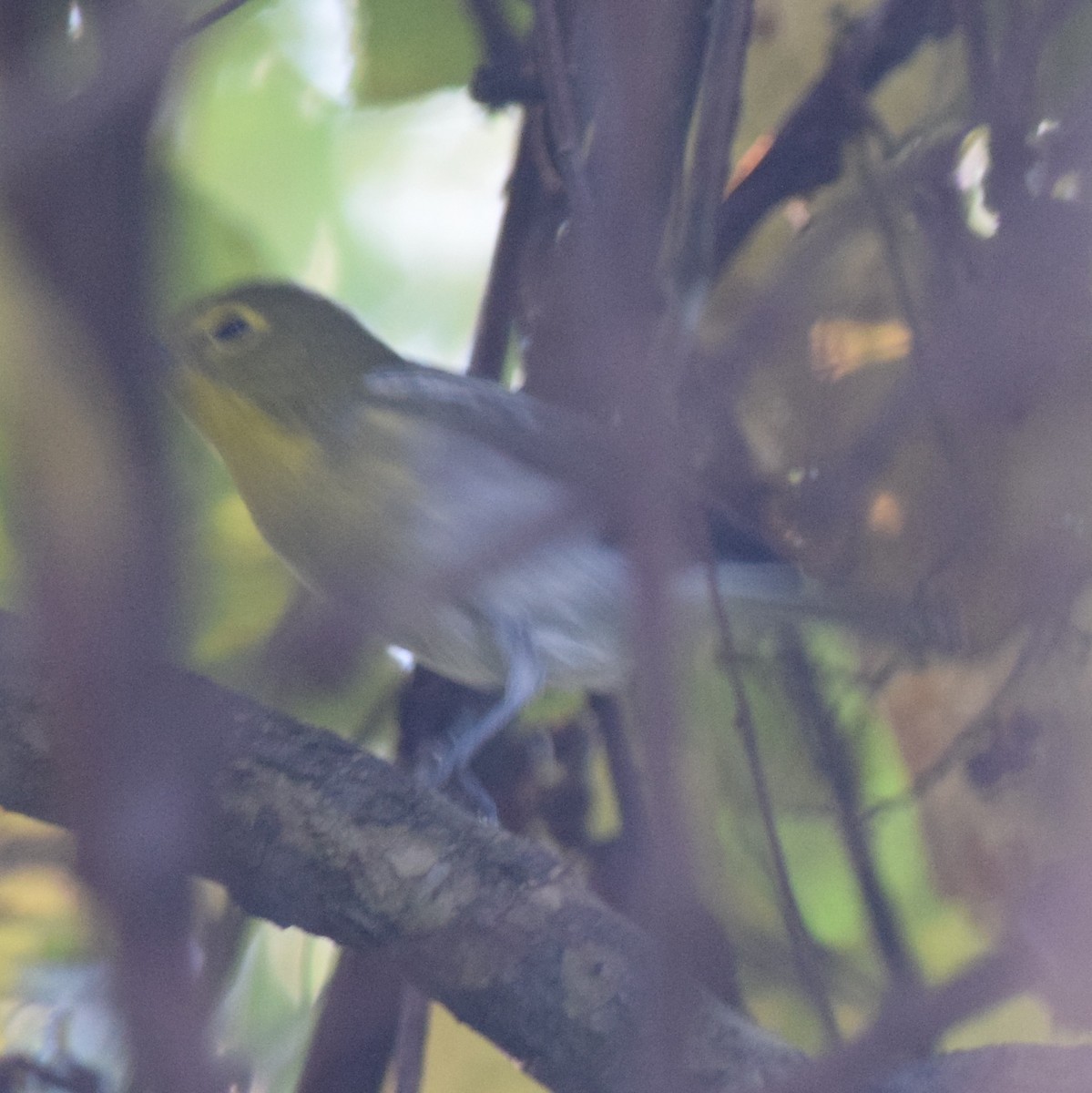 Yellow-throated Vireo - Manuel Morales