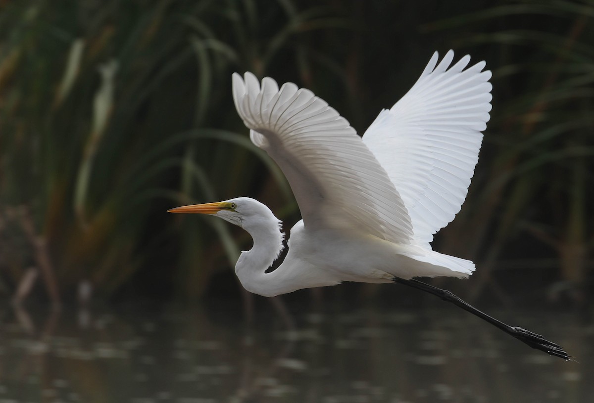 Great Egret - ML116729471