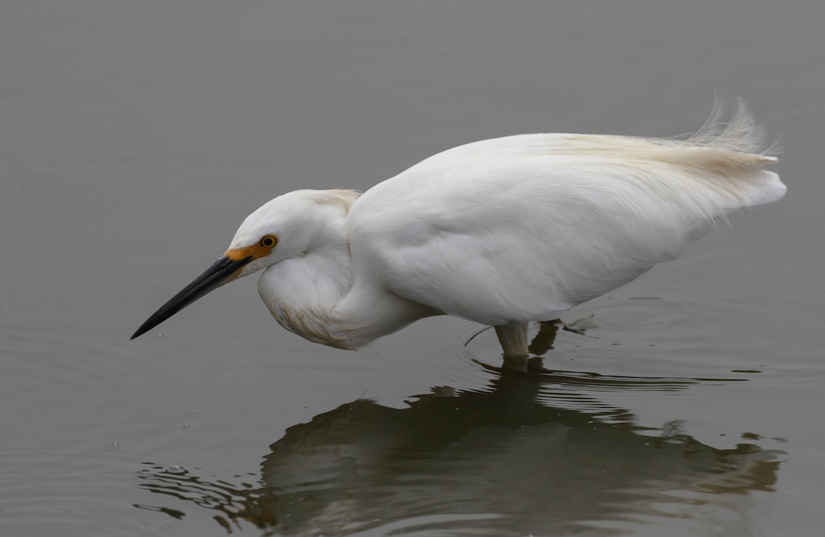 Snowy Egret - ML116729581