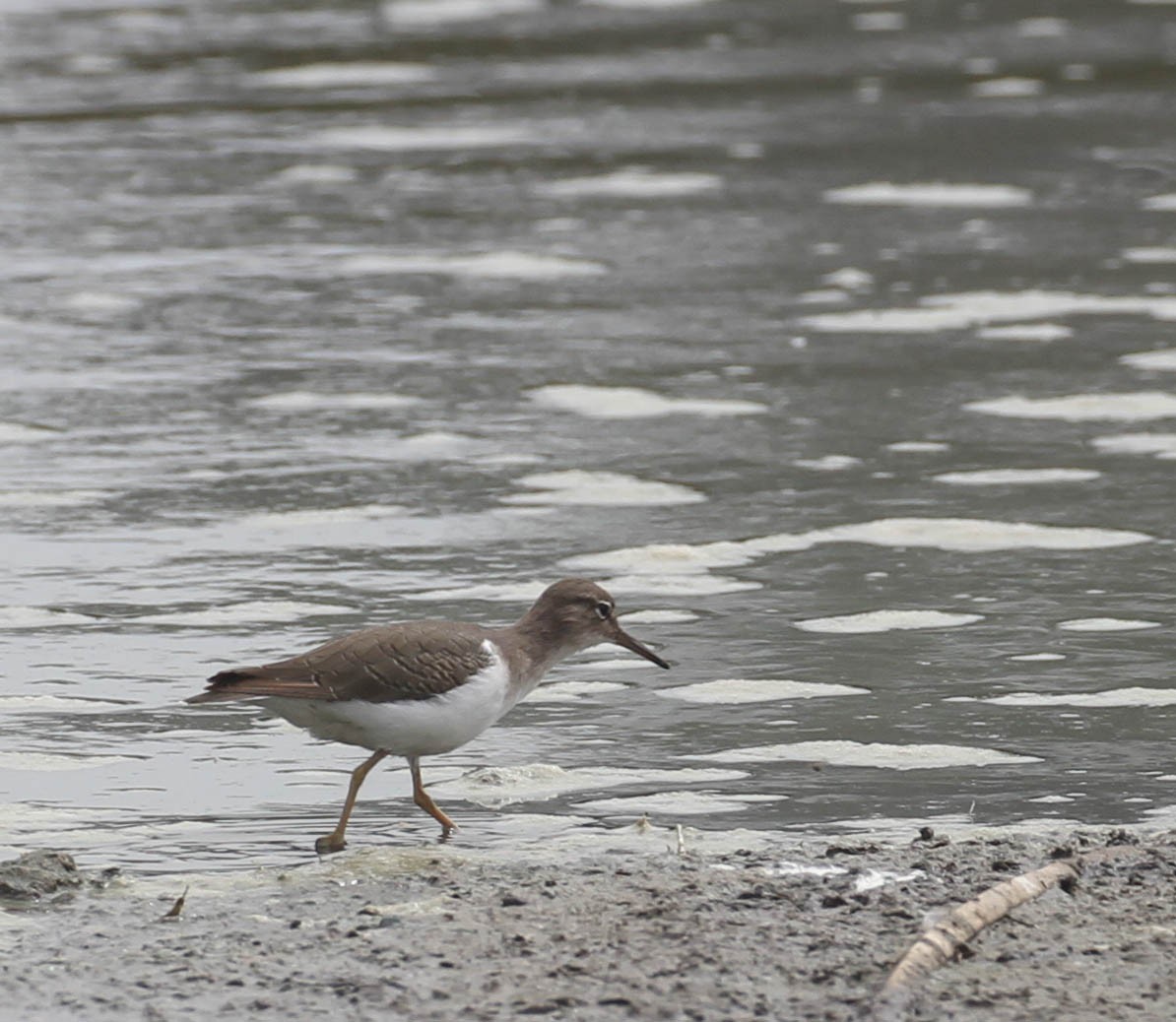 Spotted Sandpiper - ML116729601