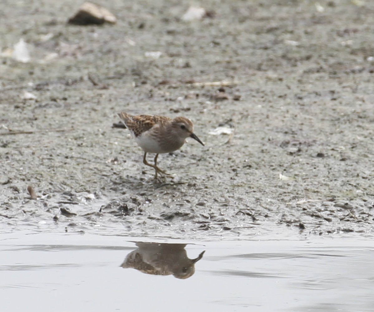 Least Sandpiper - ML116729621