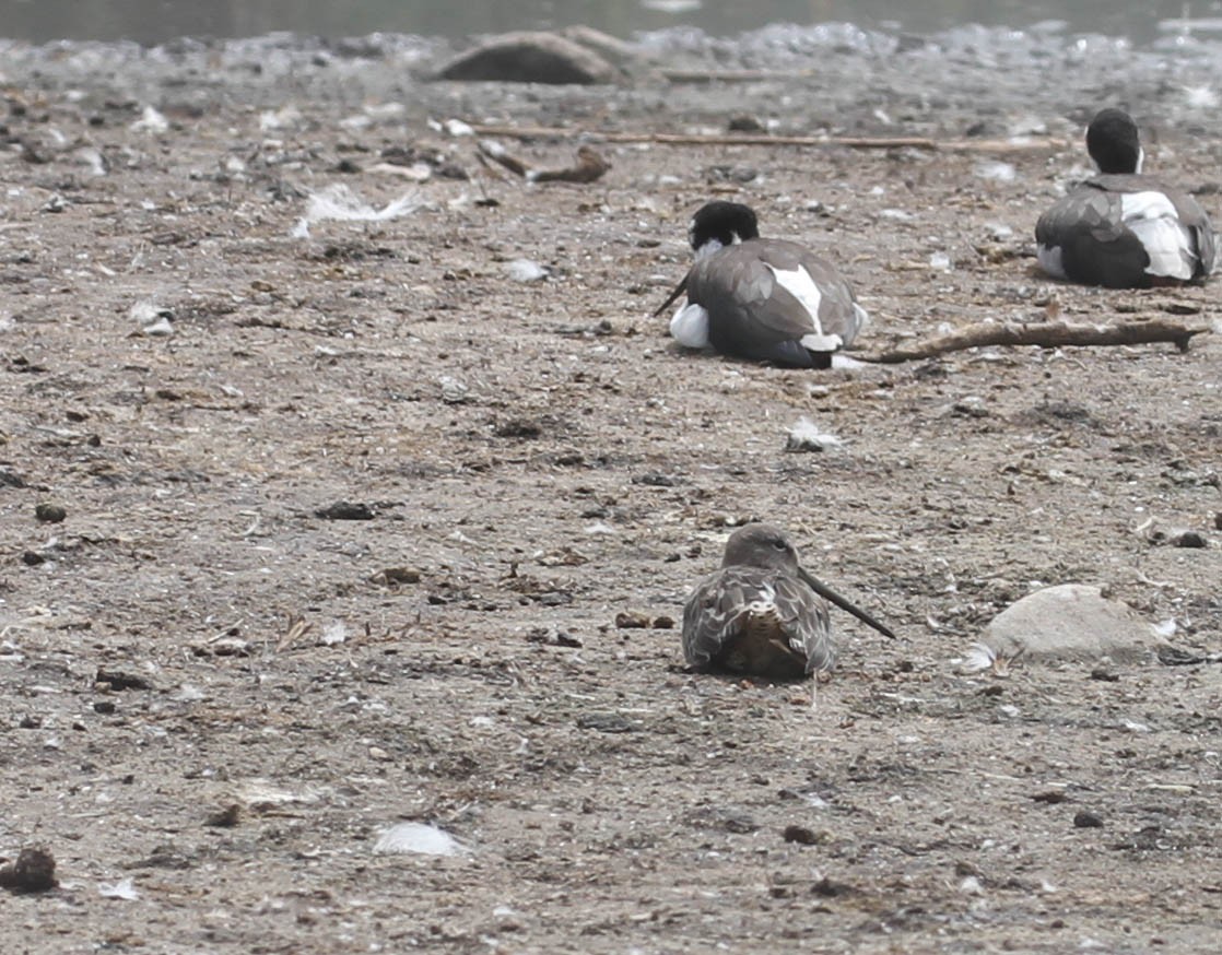 Long-billed Dowitcher - ML116729681