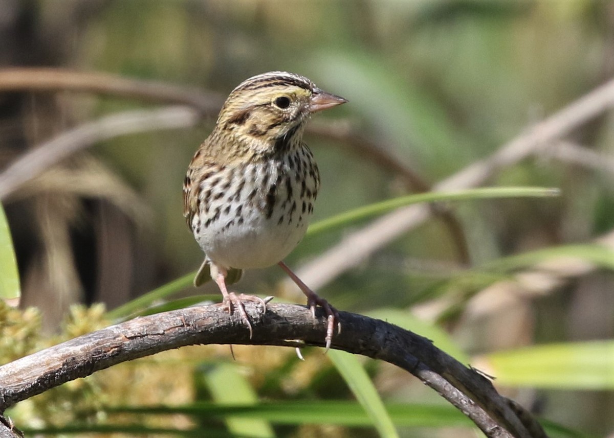 Savannah Sparrow - ML116729741