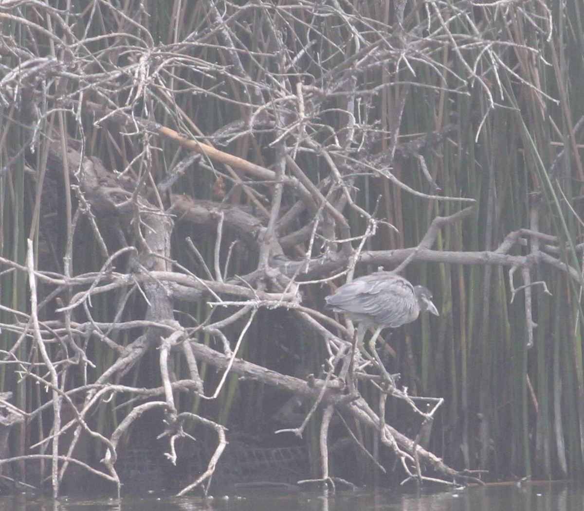 Yellow-crowned Night Heron - ML116729801