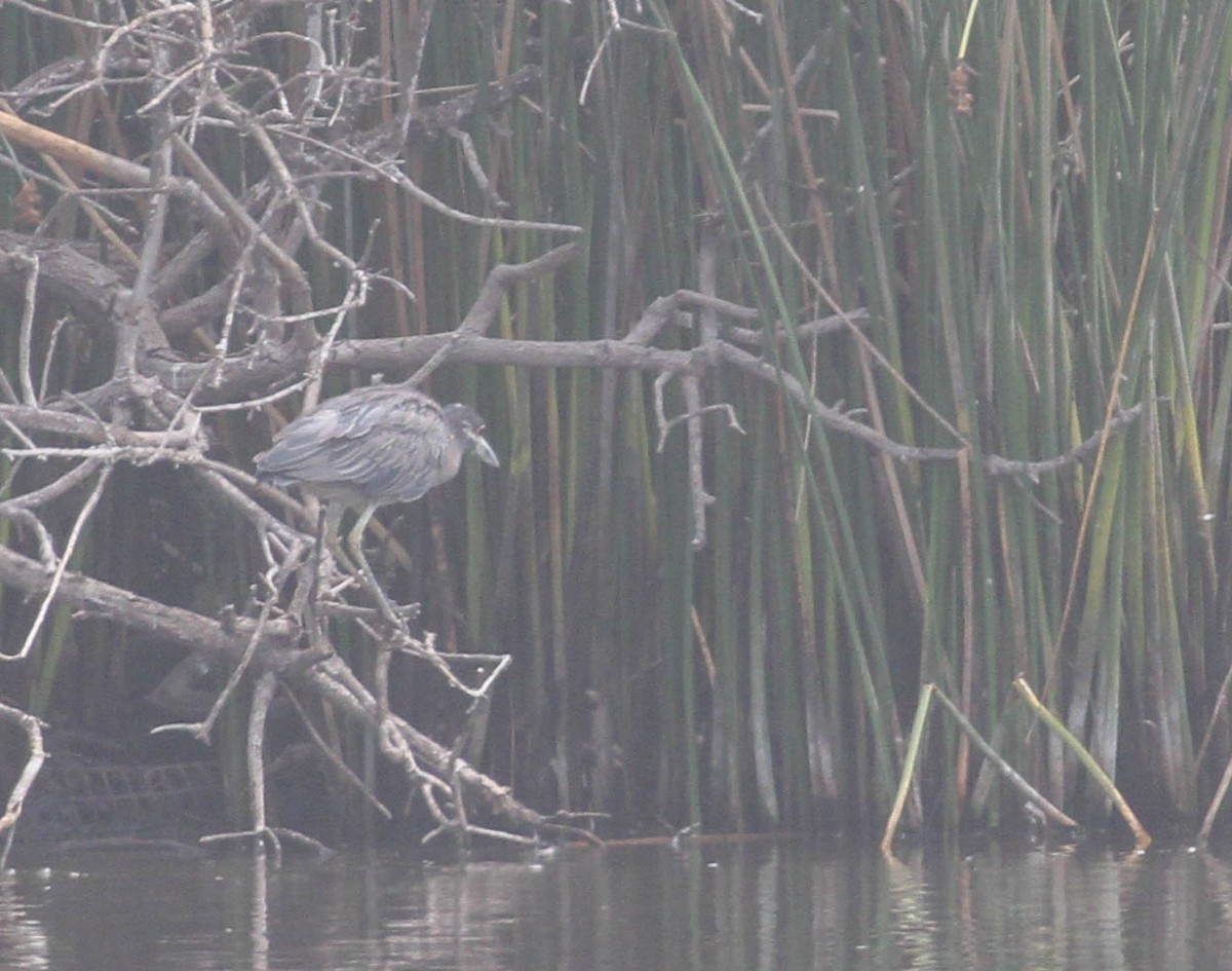 Yellow-crowned Night Heron - ML116729811