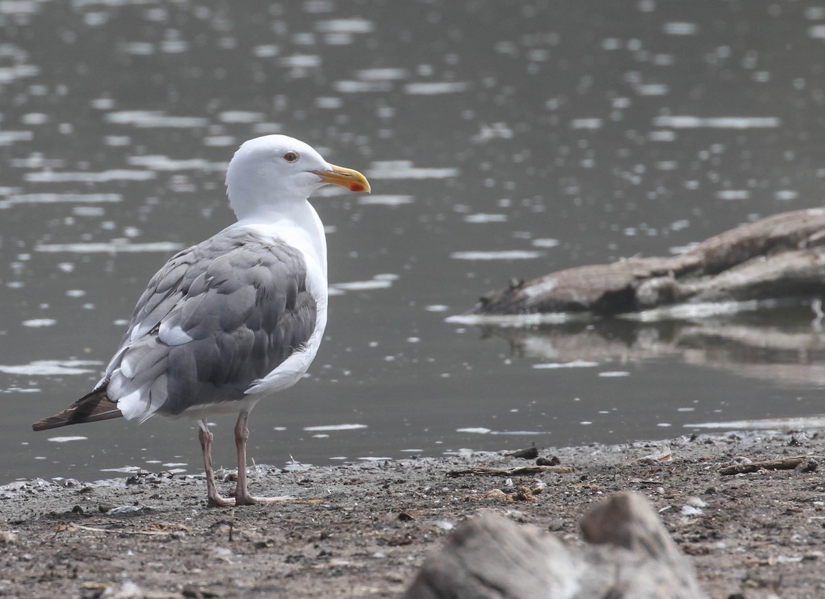 Western Gull - ML116729881