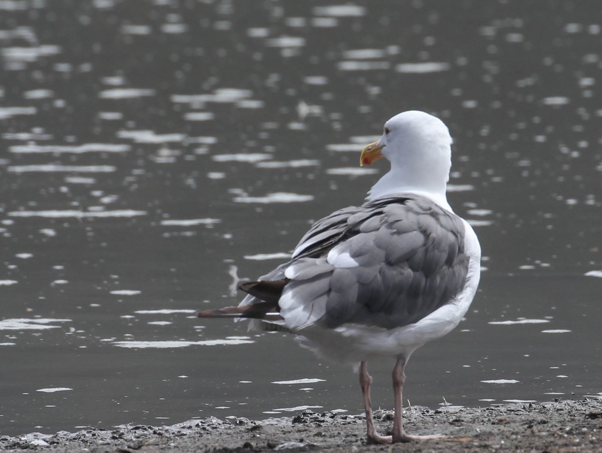 Western Gull - ML116729891