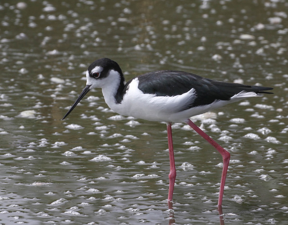 Black-necked Stilt - ML116729951