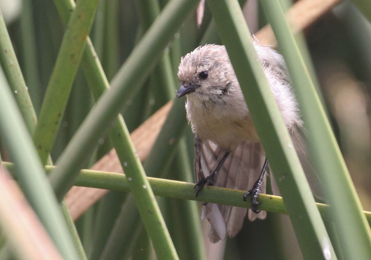 Bushtit - ML116730041