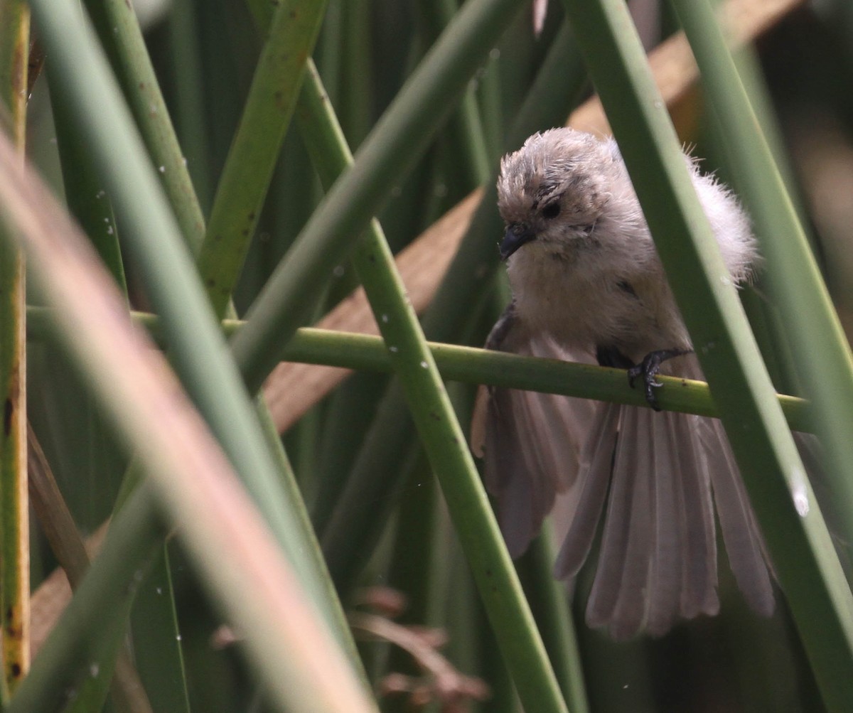 Bushtit - ML116730061