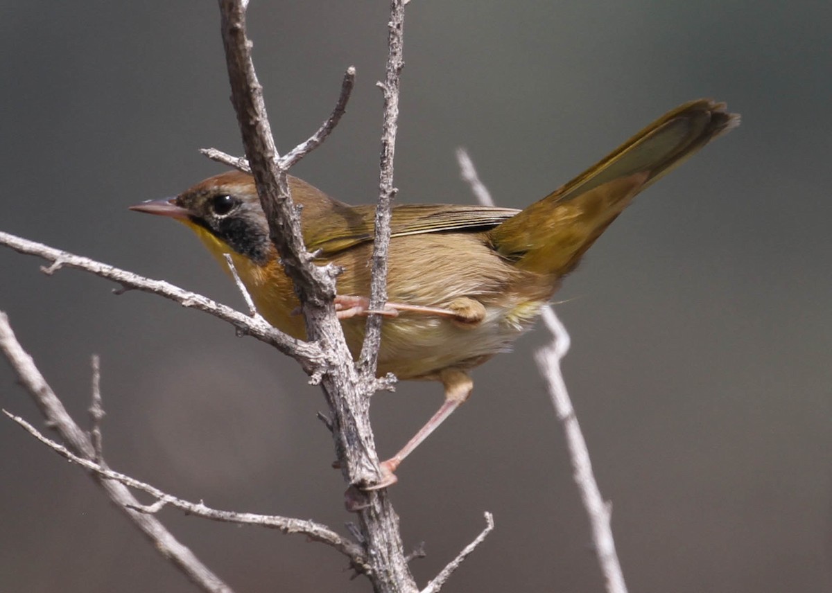 Common Yellowthroat - ML116730171