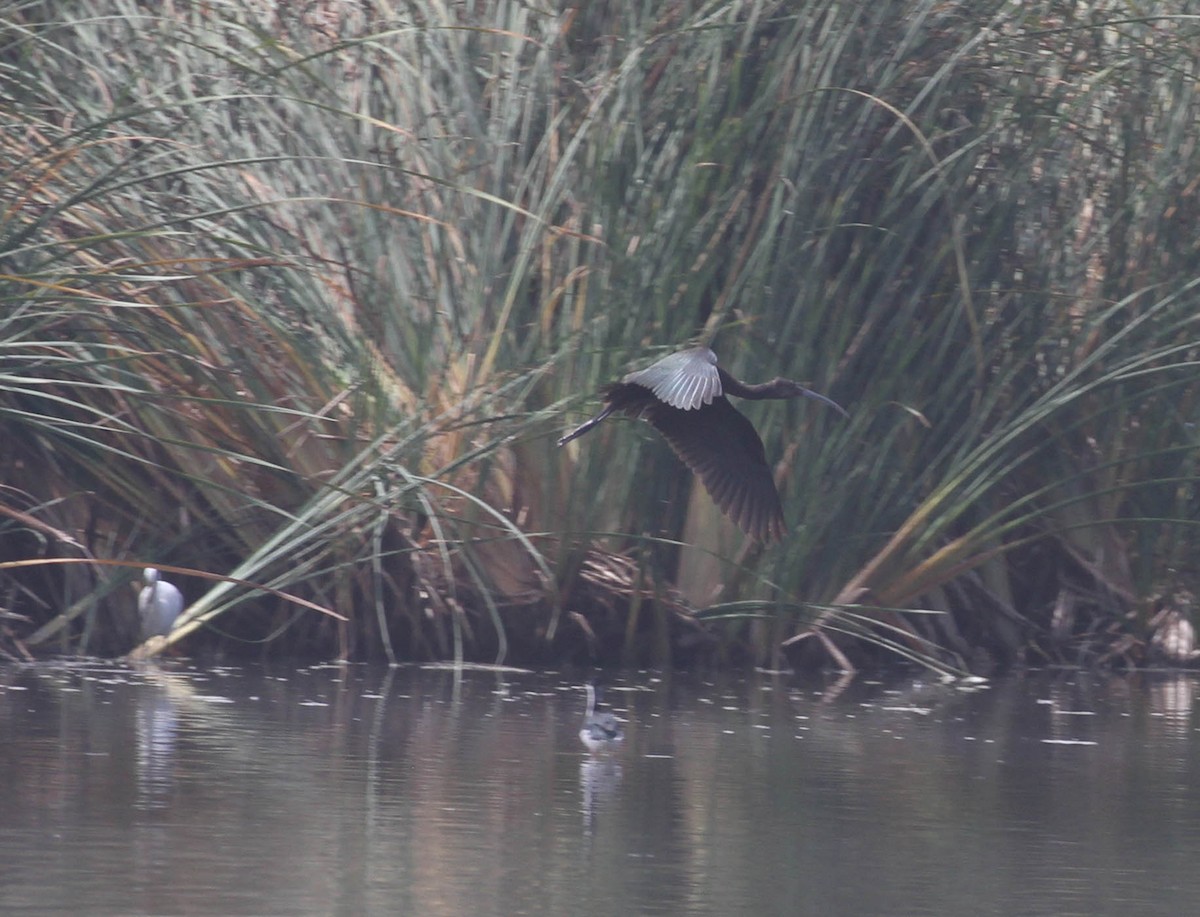 White-faced Ibis - ML116730221