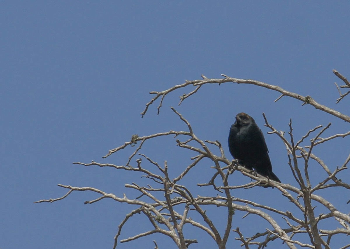 Brown-headed Cowbird - ML116730311