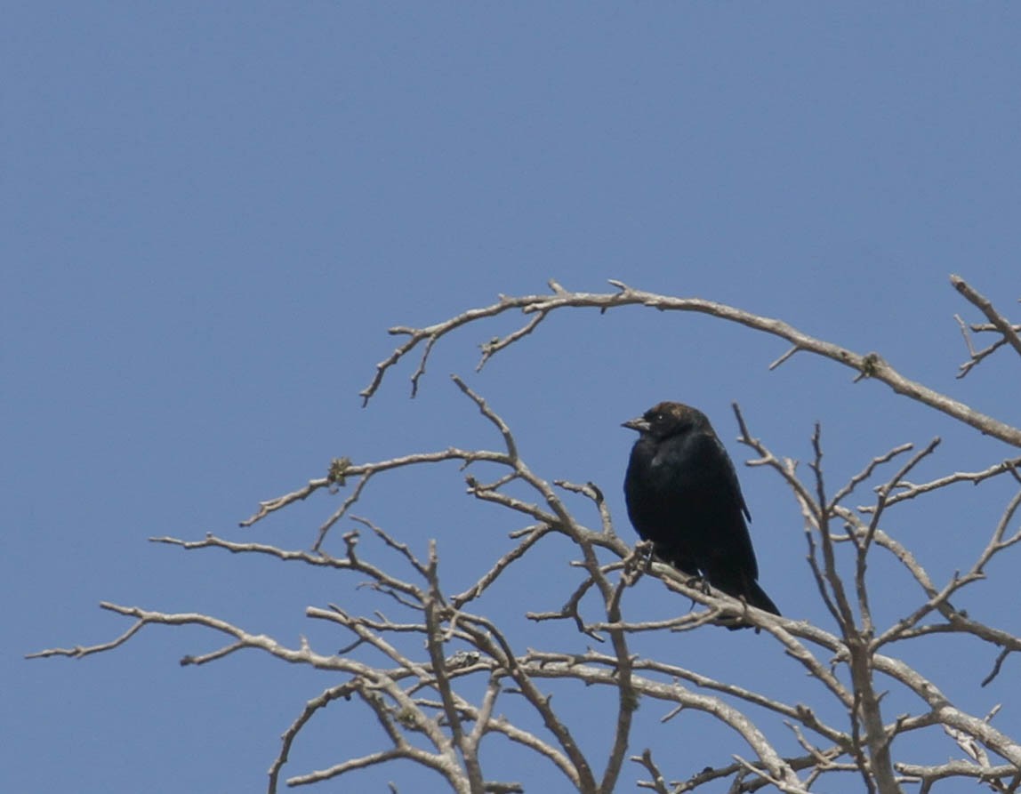 Brown-headed Cowbird - ML116730321