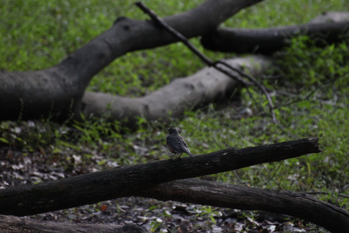 American Robin - ML116730341