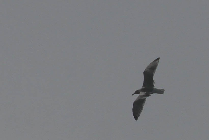 gull sp. - ML116730481