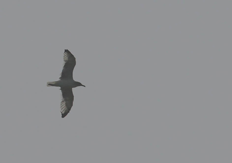 gull sp. - ML116730511