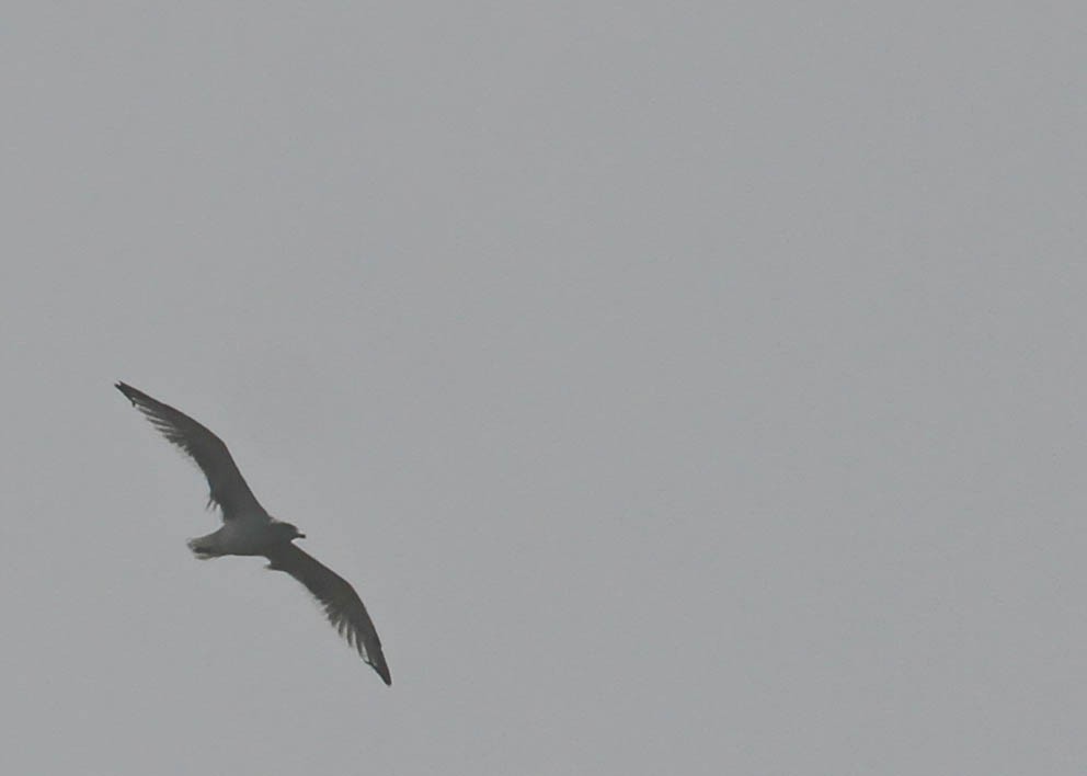 gull sp. - Tracy Drake