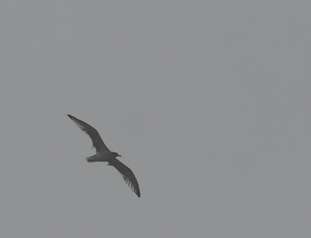 gull sp. - ML116730541