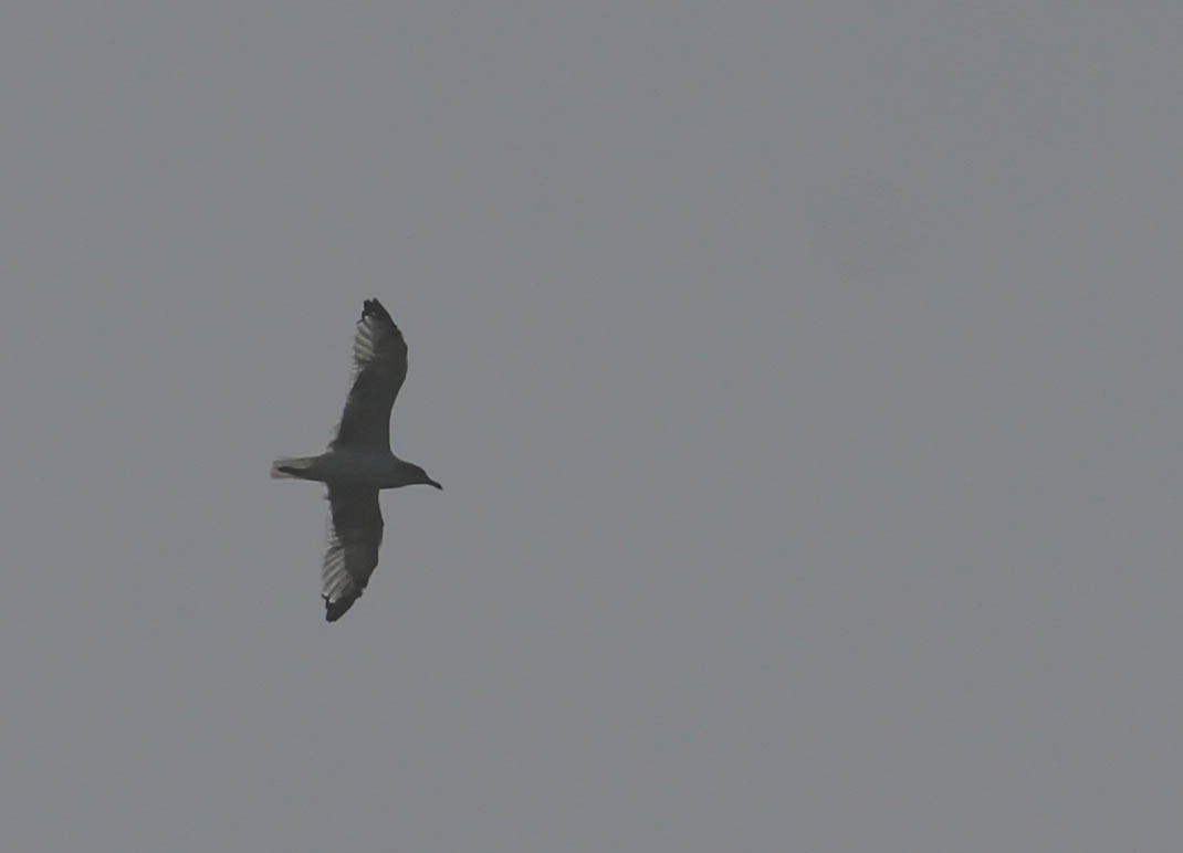 gull sp. - ML116730551