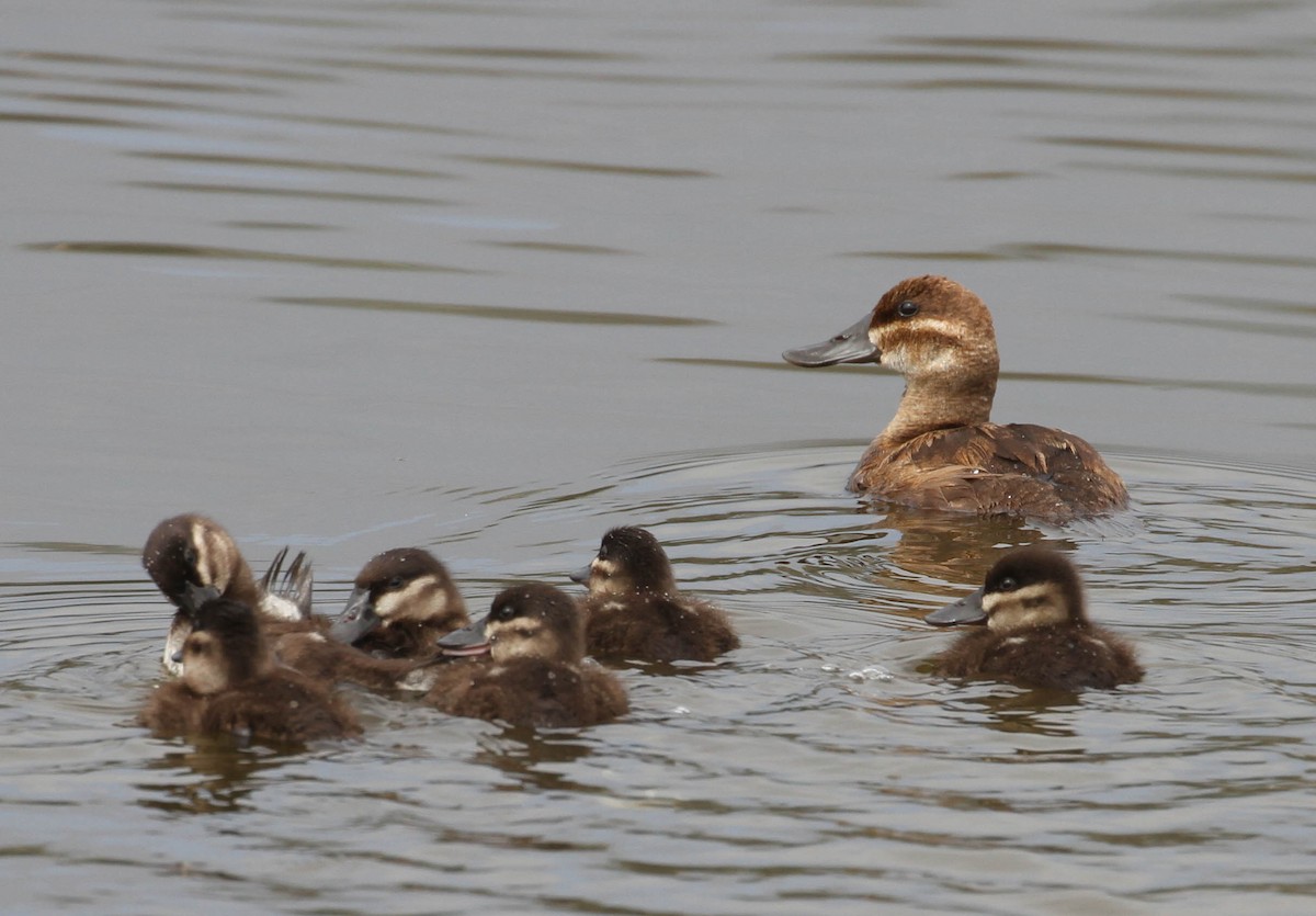 Ruddy Duck - ML116730561