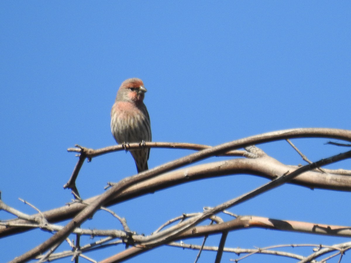 House Finch - ML116731941