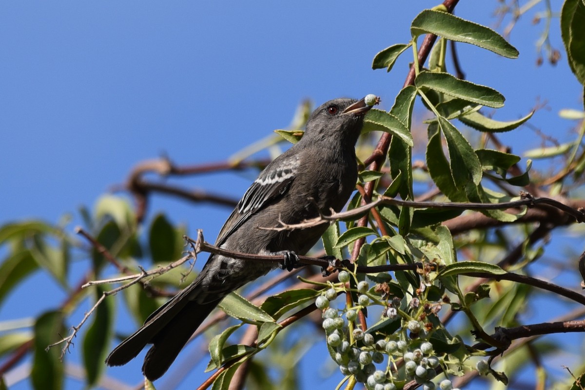 Kara Faynopepla - ML116732151