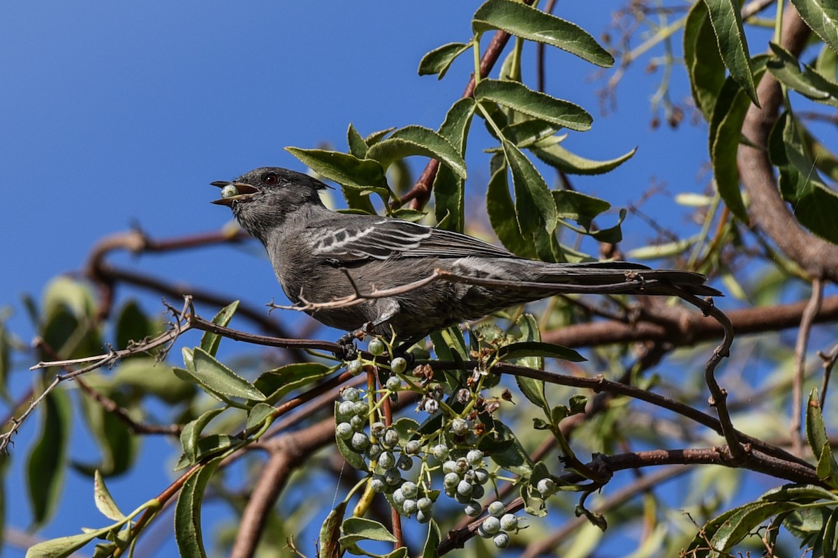 Trauerseidenschnäpper - ML116732221