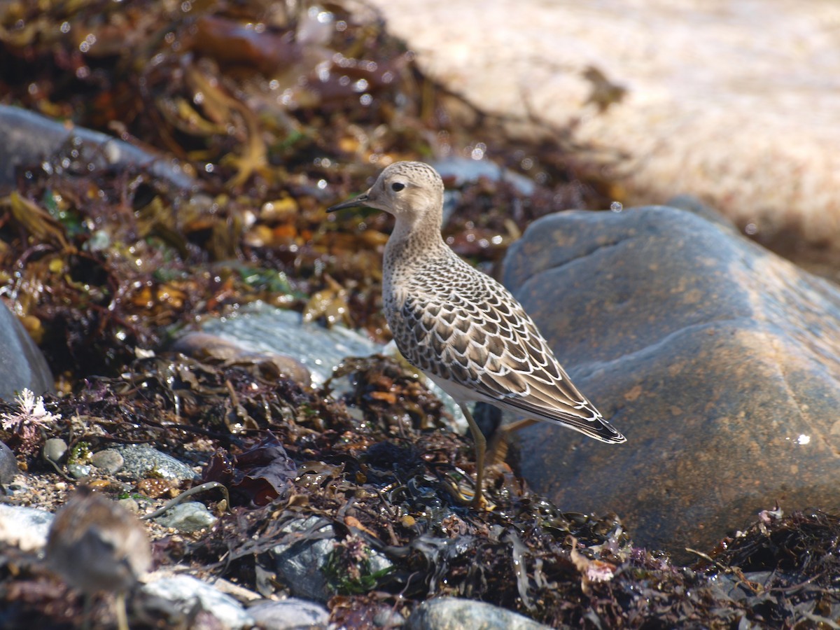 Buff-breasted Sandpiper - Richard MacDonald