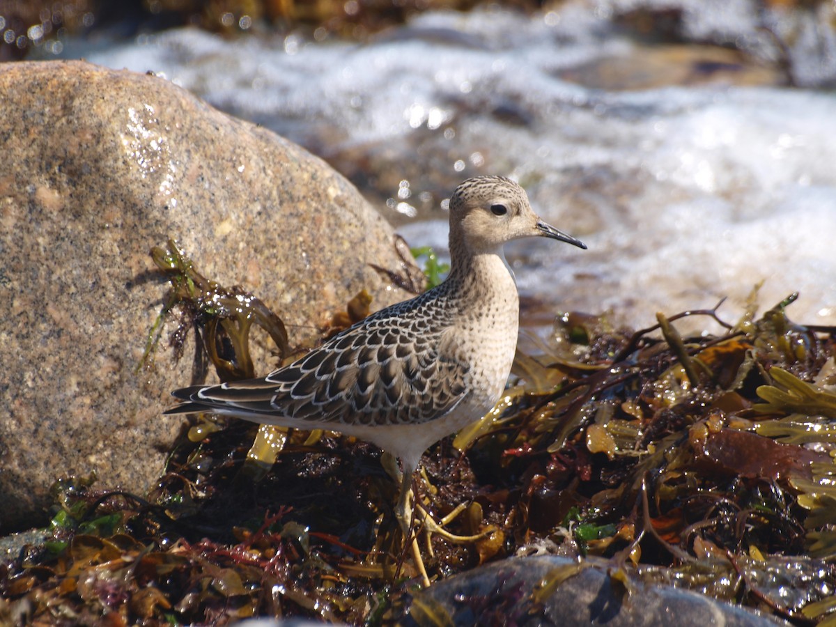 Buff-breasted Sandpiper - ML116732931