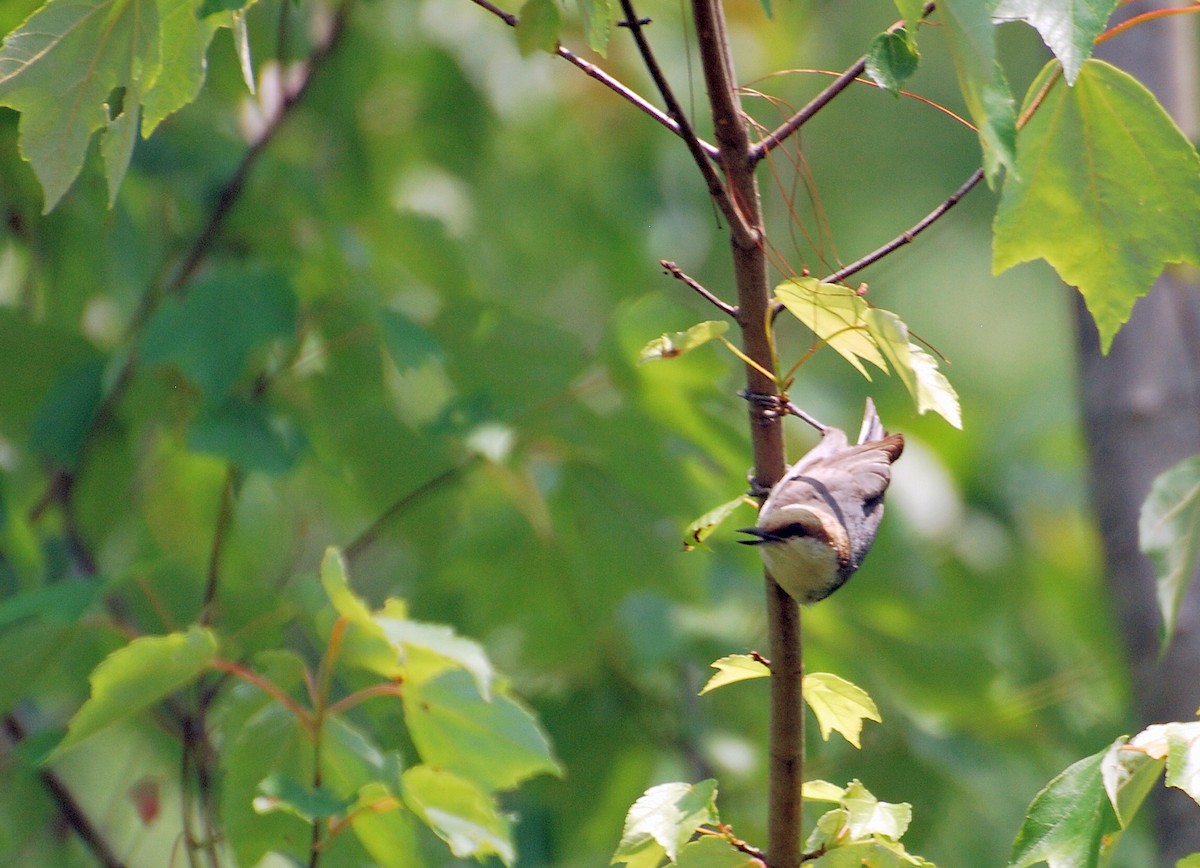 Brown-headed Nuthatch - ML116733571