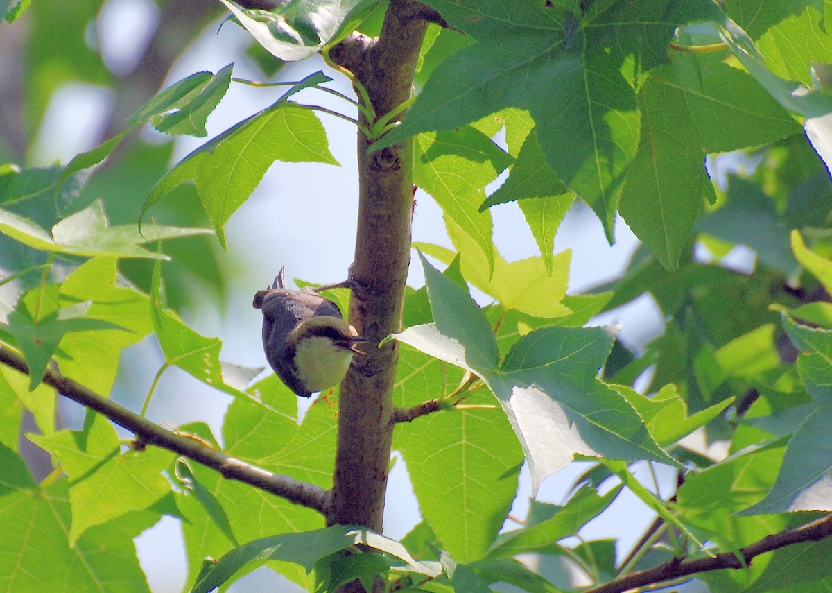 Brown-headed Nuthatch - ML116733951