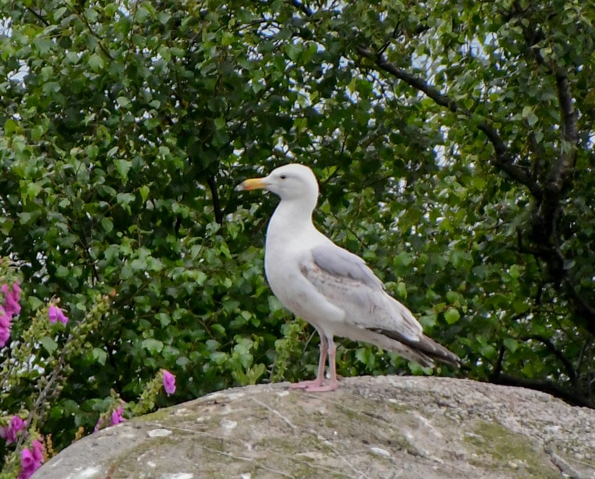 Gaviota Argéntea - ML116734101