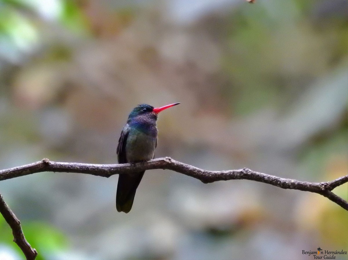 gullhalekolibri - ML116734641