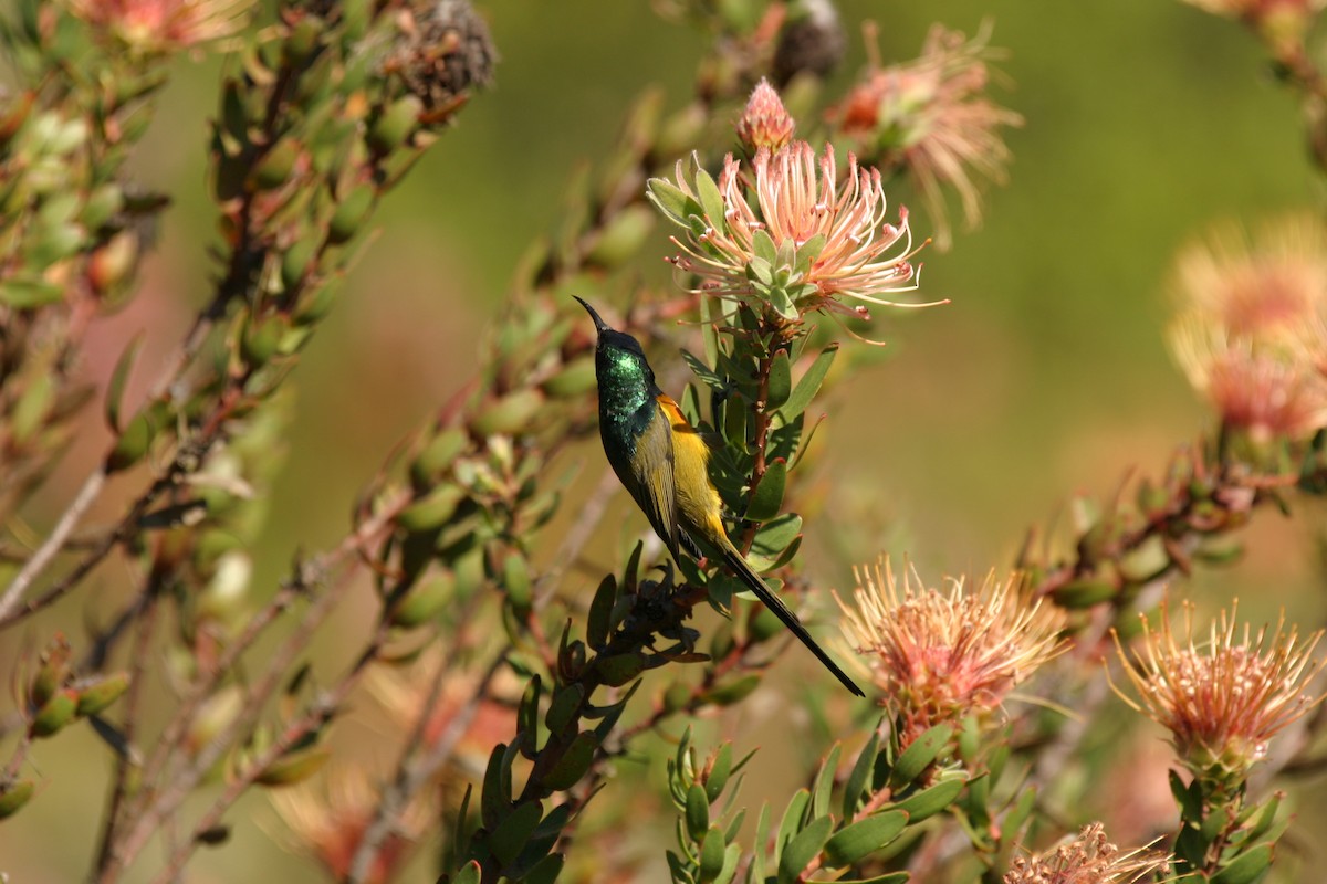 Orange-breasted Sunbird - ML116735011